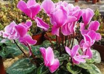 【花園漫步】第91集：一年之計在于冬