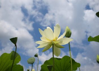 【細說人生】第229集－蓮花處處開
