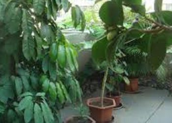 【花園漫步】第93集：清理花園