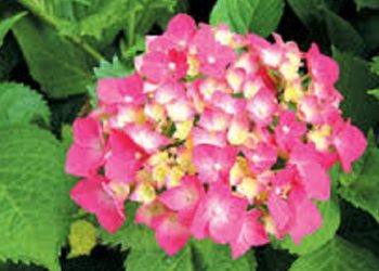 【花園漫步】 八仙花 (Hydrangea)
