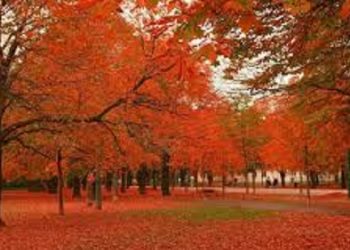 【花園漫步】楓樹（Maple） （上）