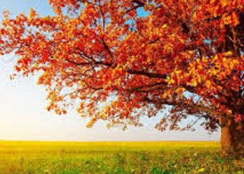 【花園漫步】楓樹（Maple） （下）