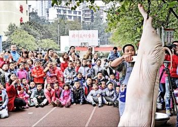 中國常見豬流感 已能人畜互通