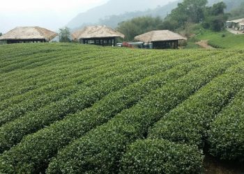 【養生好習慣】 茶葉與癌癥的關系，太讓人吃驚！