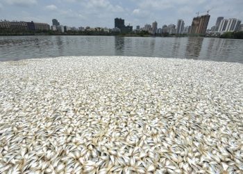 《唐人街》：“死魚變生魚”