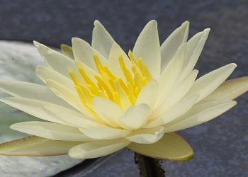 【慧思蘭心】 人的境遇何以有別?
