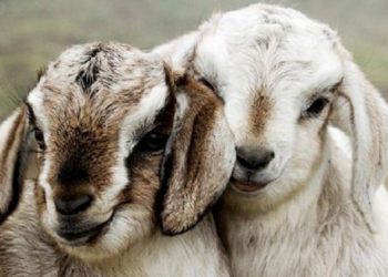 【慧思蘭心】 陌生人的善意