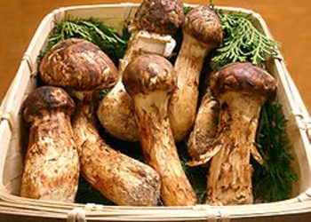 『粵』黑豆蓮藕牛頸骨湯、日式松茸飯 、XO醬香煎大龍脷魚卵