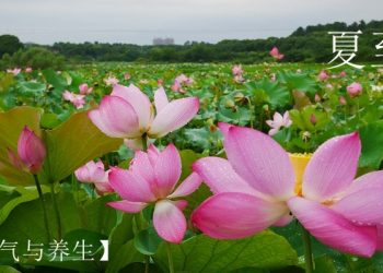 【節氣與養生】夏至陽氣至極   消署多吃蔬果