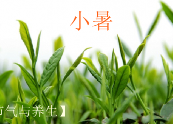 【節氣與養生】 小暑一日熱三分   身心養護度苦夏