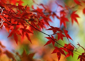 【節氣與養生】梧桐一葉知秋  入秋節氣重養肺