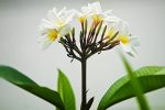 香港希望之聲