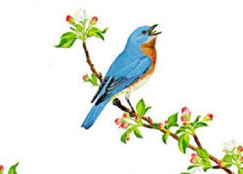 【中華文化】為什麼“青鳥”又作為信使的代稱？