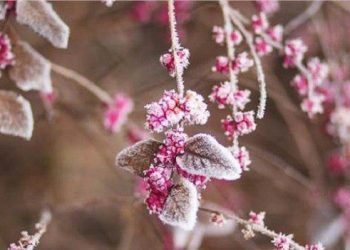 【節氣與養生】寒露金秋時   賞菊霜葉紅