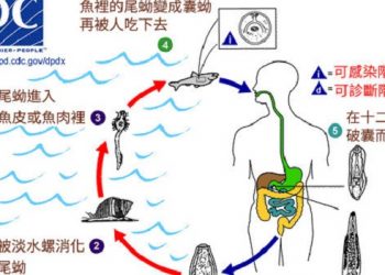 【生活小百科】第199集 別再吃生魚了 這種寄生蟲會致癌