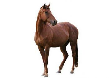 【中華文化】為什麼馬的量詞要用「匹」？