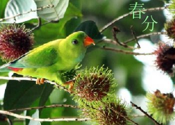 【節氣與養生】春分天地人和合   一刻值千金
