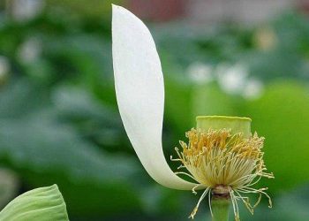 【節氣與養生】出伏迎處暑  養生防秋燥