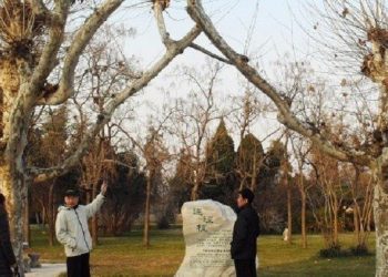 【中華文化】連理枝為何比喻夫妻生同心死同穴？