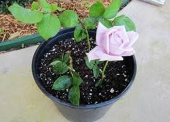 【花園漫步】第20集：玫瑰（Rose）盆裝苗的準備（10）