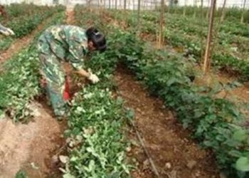 【花園漫步】第21集：玫瑰（Rose）的種植及初期管理（11）