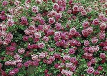 【花園漫步】 第22集：玫瑰（Rose）的施肥技巧（12）