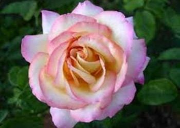 【花園漫步】 第23集：玫瑰（Rose）的施肥技巧（13）