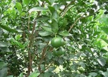 【花園漫步】 第10集：檸檬（Lemon）的初期管理（下）