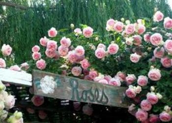 【花園漫步】 第24集：玫瑰（Rose）氮肥元素的施用（14）