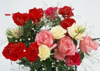 【花園漫步】 第11集：玫瑰（Rose）的基本概念（1）