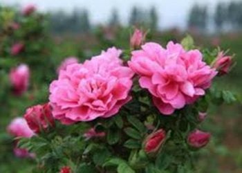 【花園漫步】 第25集：玫瑰（Rose）鉀肥元素的施用 (15)