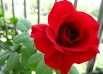 【花園漫步】 第12集： 玫瑰（Rose）的特性（2）