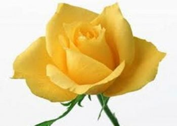 【花園漫步】 第13集： 玫瑰（Rose）的品種資源（3）