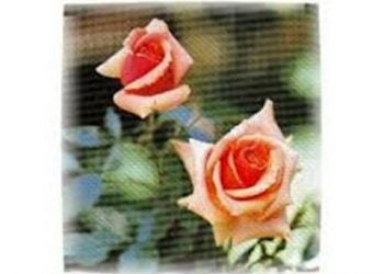 【花園漫步】 第14集：玫瑰（Rose）的幾個里程碑（4）