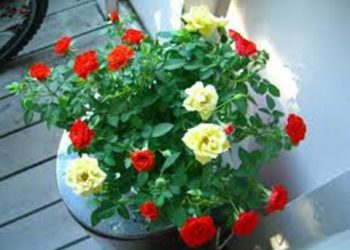【花園漫步】 第29集:玫瑰（Rose）的盆裁技術（19）