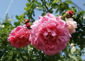 【花園漫步】 第30集:玫瑰（Rose）花盆的防熱保水和透氣 （20）