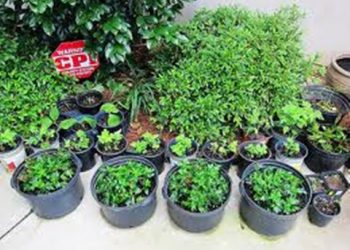 【花園漫步】 第32集：玫瑰（Rose）的插枝繁殖（22）