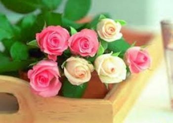 【花園漫步】 第15集：玫瑰（Rose）的種前準備：了解土壤特性（5）