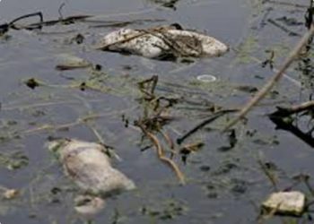 《唐人街》－“黃浦江變成豬肉湯”