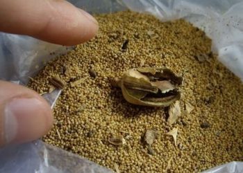 【烏龍茶餐廳】中國美食隱藏嘅殺機
