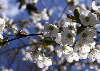 【與孩子一起成長】第58集 避免孩子成為“低頭族”