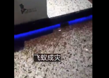 異象頻發 雲南飛蟻成災 東北長白山近六月還飄雪