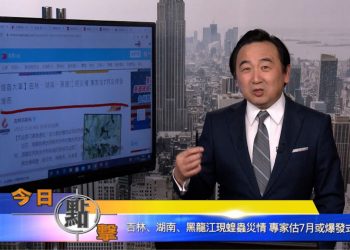 【石濤時間】吉林、湖南、黑龍江現蝗蟲災情 專家估7月或爆發式增長