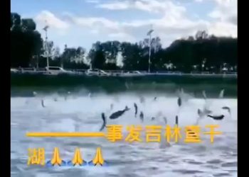 魚都瘋了？各地的魚都紛紛跳出水面 會地震嗎？