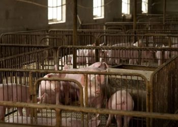 調查：中國6月份進口美國豬肉量飆升135%