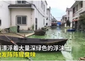 合肥巢湖藍藻大爆發！居民抱怨：“像化糞池炸了”（視頻）