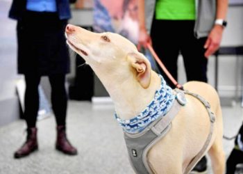 芬蘭機場實驗「嗅探犬」秒測中共病毒 準確率近100％