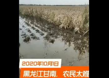 玉米價格今年已經暴漲30% 接近歷史最高紀錄（視頻）
