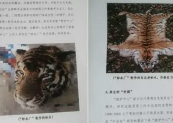 動物救護中心變野味市場 中共官員被揭帶頭請客吃東北虎