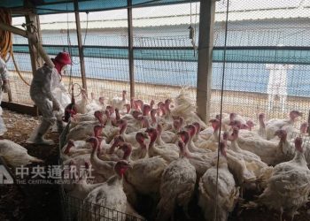禽流感擴散歐洲 法朗德省撲殺4萬隻鴨子防患未然